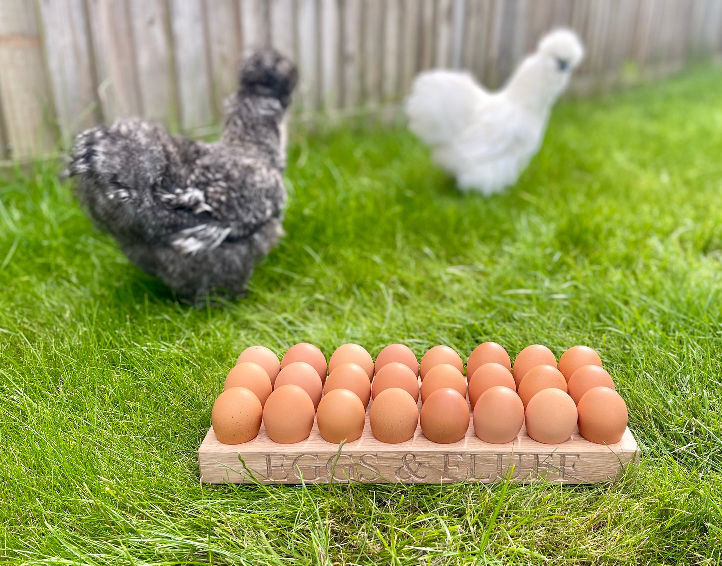 bantam egg holder with 2 silkies