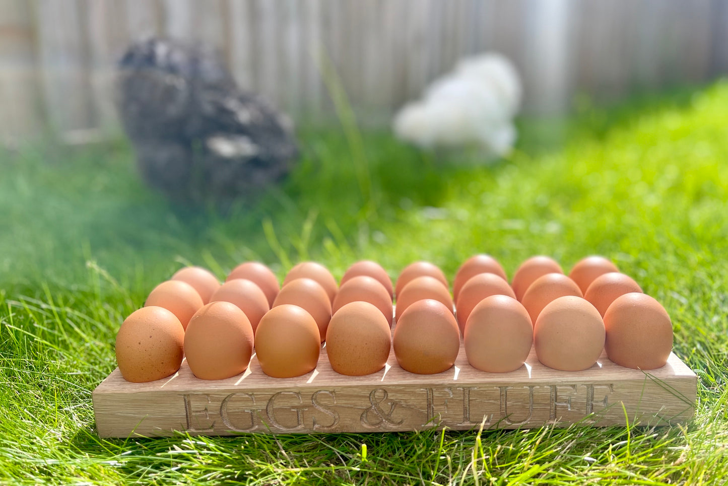 close up of 24 bantam egg holder with blurred silkie in background