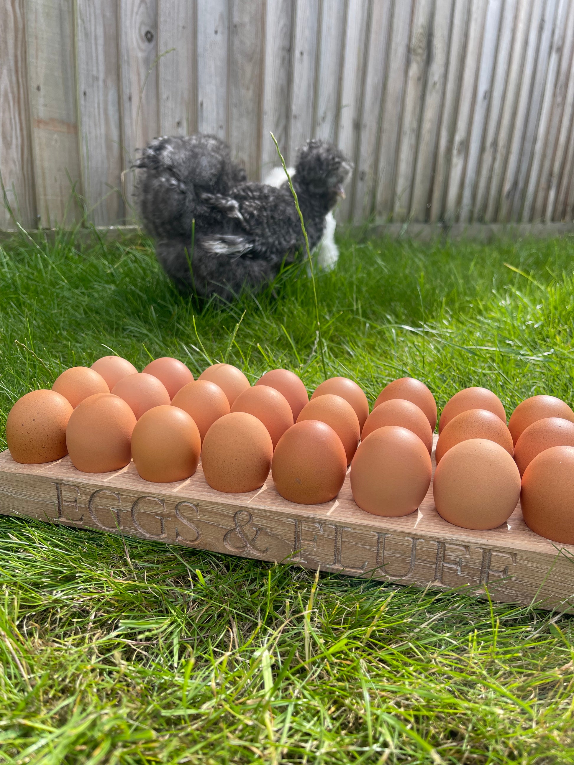 oak bantam egg holder with black silkie